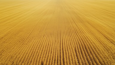 Lush Golden Grain Fields: A Stunning Aerial View Of Ripened Wheat, Flourishing Crops, And Blooming