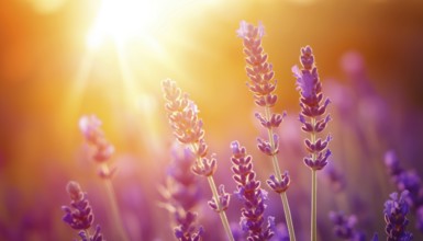 Stunning Close-Up View Of Lavender Field Bathed In Sunlight Under Vibrant Orange Sky - Zen And