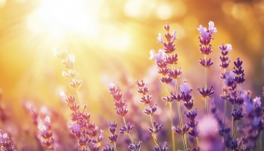 Close-Up View Of Lavender Field In The Sunlight Under An Orange And Gold Sky With Artistic Sun