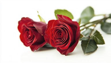 Beautiful Side View Of Red Rose Flowers With Clipping Path On A White Background. Perfect For