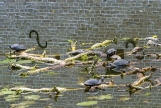 European pond turtle also called European pond terrapin or European pond tortoise, (Emys