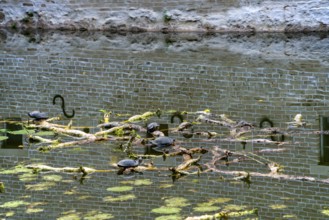 European pond turtle also called European pond terrapin or European pond tortoise, (Emys