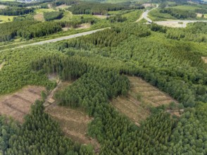 Aerial view, forest area with forest damage, Schönau, Wenden, Sauerland, North Rhine-Westphalia,
