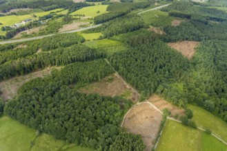 Aerial view, forest area with forest damage, Schönau, Wenden, Sauerland, North Rhine-Westphalia,