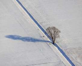 Aerial view, snow-covered fields, winter, single trees cast shadows in the snow, Uentrop, Hamm,