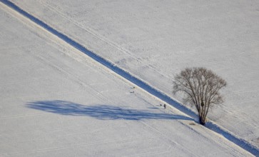Aerial view, snow-covered fields, winter, single trees cast shadows in the snow, Uentrop, Hamm,
