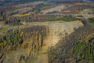 Aerial view, alder groves north of Amecke landscape conservation area, forest area with forest