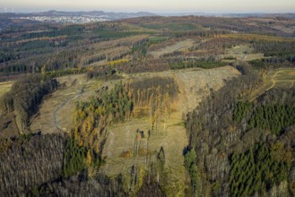 Aerial view, alder groves north of Amecke landscape conservation area, forest area with forest