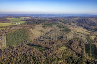 Aerial view, forest area with forest damage in the district of Hachen in Sundern, Sauerland, North