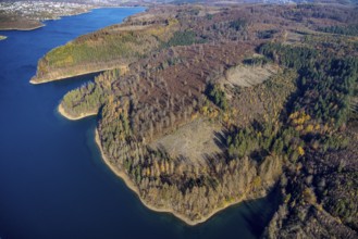 Aerial view, forest area with forest damage at the Sorpe lake in the district of Langscheid in