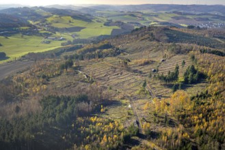 Aerial view, forest area with forest damage in the district of Amecke in Sundern, Sauerland, North