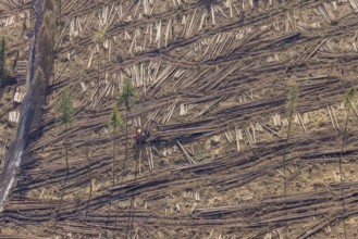 Aerial view, forest damage in forest area with harvester near Hellefeld, Westenfeld, Sundern,