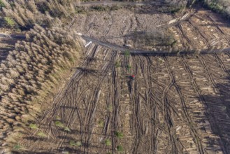 Aerial view, forest damage in forest area with harvester near Hellefeld, Westenfeld, Sundern,