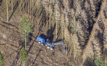 Aerial photo, forest damage in forest area with harvester near Hellefeld, Westenfeld, Sundern,