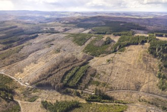 Aerial photo, forest damage in the forest area near Hellefeld, Westenfeld, Sundern, Sauerland,