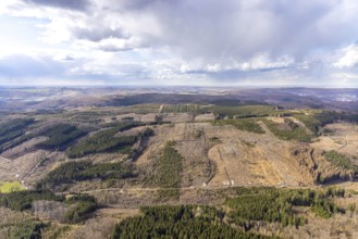Aerial photo, forest damage in the forest area near Hellefeld, Westenfeld, Sundern, Sauerland,