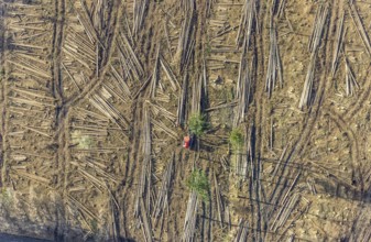 Aerial view, forest damage in forest area with harvester near Hellefeld, Westenfeld, Sundern,