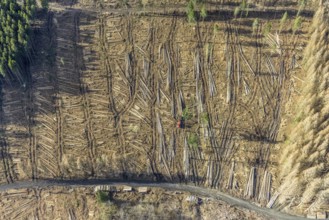 Aerial view, forest damage in forest area with harvester near Hellefeld, Westenfeld, Sundern,