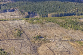 Aerial photo, forest damage in the forest area near Hellefeld, Westenfeld, Sundern, Sauerland,