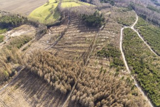 Aerial view, forest damage in forest area with harvester near Hellefeld, Westenfeld, Sundern,