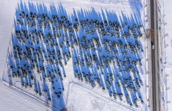 Aerial view, trees on Werler Landstraße, trees cast shadows on snow-covered field, winter, Soest,