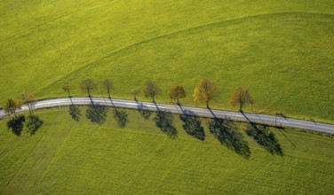 Aerial view, tree avenue in autumn colours near Ebbinghof in the district of Wormbach in
