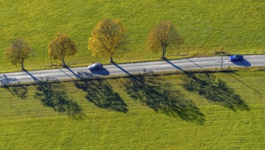 Aerial view, tree avenue in autumn colours near Ebbinghof in the district of Wormbach in