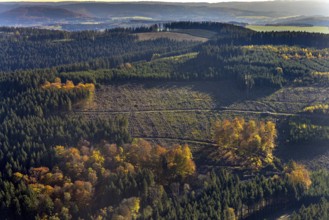 Aerial view, mixed forest in autumn colours in the district Altenilpe in Schmallenberg, Sauerland,