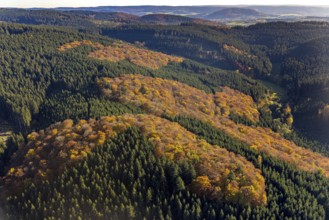 Aerial view, mixed forest in autumn colours in the district Altenilpe in Schmallenberg, Sauerland,