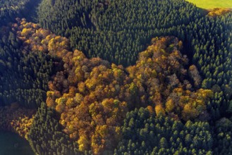 Aerial view, mixed forest in autumn colours in the district Altenilpe in Schmallenberg, Sauerland,