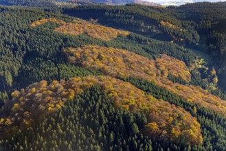Aerial view, mixed forest in autumn colours in the district Altenilpe in Schmallenberg, Sauerland,