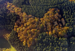 Aerial view, mixed forest in autumn colours in the district Altenilpe in Schmallenberg, Sauerland,