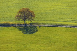 Aerial view, tree avenue in autumn colours near Ebbinghof in the district of Wormbach in