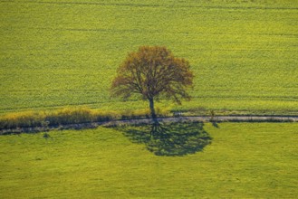 Aerial view, tree avenue in autumn colours near Ebbinghof in the district of Wormbach in