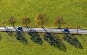 Aerial view, tree avenue in autumn colours near Ebbinghof in the district of Wormbach in
