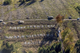 Aerial photograph, forest area with forest damage in the Bigge district of Olsberg, Sauerland,