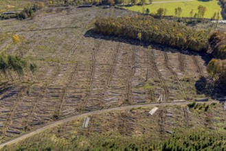 Aerial photograph, forest area with forest damage in the Bigge district of Olsberg, Sauerland,
