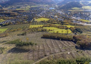 Aerial photograph, forest area with forest damage in the Bigge district of Olsberg, Sauerland,