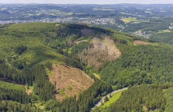 Aerial view, forest area with forest damage and clear cutting, Neuenkleusheimer Wald,