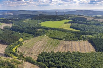 Aerial view, forest area with forest damage and clear cutting, Neuenkleusheimer Wald,