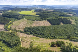 Aerial view, forest area with forest damage and clear cutting, Neuenkleusheimer Wald,