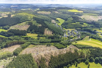 Aerial view, forest area with forest damage and clear cutting, Neuenkleusheimer Wald,
