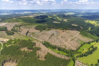 Aerial view, forest area with forest damage and clear cutting, Oberveischede, Olpe, Sauerland,