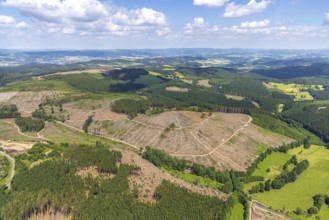 Aerial view, forest area with forest damage and clear cutting, Oberveischede, Olpe, Sauerland,