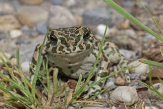 Green toad sitting on stones with green plants looking from the front, Lake Neusiedl, Burgenland,
