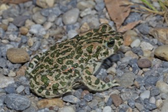 Green toad sitting on stones looking right, Lake Neusiedl, Burgenland, Austria