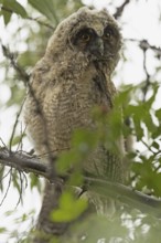 Long-eared owl young bird sitting on a branch with green leaves looking from the front, Lake