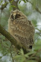 Long-eared owl young bird sitting on branch with green leaves looking left, Lake Neusiedl,