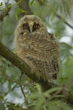 Long-eared owl young bird sitting on a branch with green leaves looking from the front, Lake