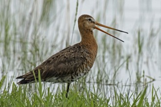 Black-tailed godwit with open beak standing at the water's edge with green stalks looking right,